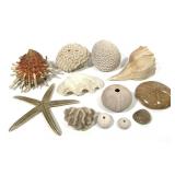12 Shells & Coral Urchins Brain Coral+