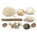 Ammonite Fossilized Wood & Sand Dollar Conch Shell