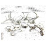 Collection of Deer Skull Fragments w Antlers