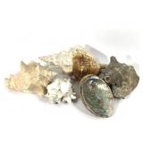 3 Lg Conch Shells 1 Murex & 1 Abalone