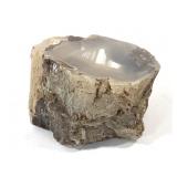 Agatized Petrified Wood Limb Cast