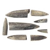 Belemnite Specimens