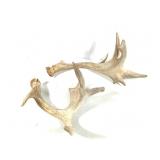 Pr Deer Antlers