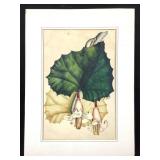 19C Botantical Watercolor Ram