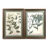Framed Johann Wilhelm Weinmann Botanical Prints