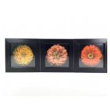 Framed Tina Leto Botanical Flower Photographs