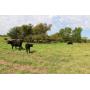 83.5 +/- Acres of Fenced Pasture