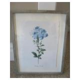 PLUMBAGO CAERULEA FRAMED