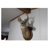 DEER MOUNT