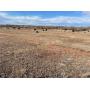 Tract 1  321.12± Acres