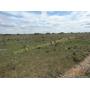 TRACT 1  80± Acres