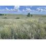 Tract 1- 160+/- Acres