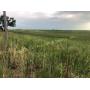 TRACT 1- 40+/- Acres of Land