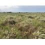 Tract 1- 160+ Acres of Native Grassland