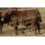Smith Cattle Bull Sale