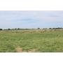 Schamburg Land Auction
