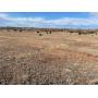 Tract 1  18.59± acres