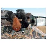 Western OK Waterfowl & Upland Hunt