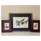 Scissor-Tailed Flycatcher & Hummingbird Prints