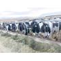 MURGOITIO DAIRY DISPERSAL AUCTION