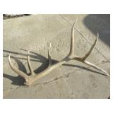 6pt. Elk Shed 40in. L, 24in. W