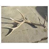 7pt Elk Shed 48.5in. L x 24in. W