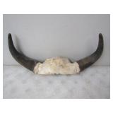 23in. w Horns