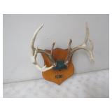 9pt? Antlers 14.5in. W Spread on Plaque