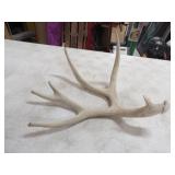 Mule Deer Antler