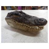 Small Crocodile Head 7.5in. L x 3.75in. W