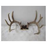 11pt? Antlers 18 3/4in. W Spread