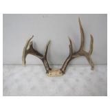 8pt Antlers 15.25in. W Spread (One Broken Tine)