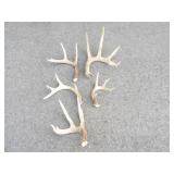 5 Antlers (5pt, 6pt, 4pt, 4pt, 5pt.)