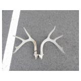 Pair of 5pt Antlers w/1952 ND Metal Tag