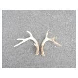 Pair of 4pt Antlers