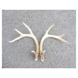 Pair of 4pt Antlers