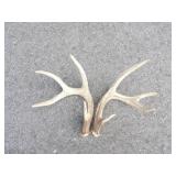 Pair of 4pt Antlers
