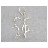 6 Antlers & 1 Pair (3pt)
