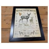 21.5x27.5 White Tailed Buck Info Picture
