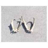 2 Pairs of Pronghorn Antlers