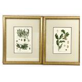 2 Framed & Matted Botanical Art Prints