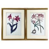 Pair Gold Framed Botanical Art Prints