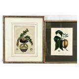 2 Antique Fruit / Botanical Engraving Prints