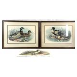 3 Vintage Jacques Cartier Duck Art Prints