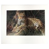 Gary Swanson S/N Leopard Wildlife Art Print