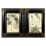 2 Antique Style Framed Botanical Art Prints