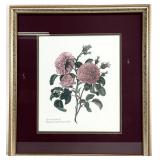Framed Rose Botanical Art Print