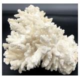 Natural Coral Specimen
