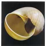 Decorative Seashell Canvas Art Print