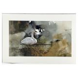 Morten Solberg S/N Trumpeter Swan Art Print